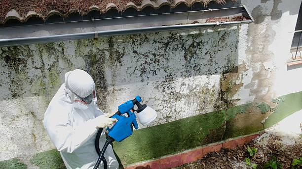 Top rated local Attic Mold Remediation specialists in Bladensburg, MD
